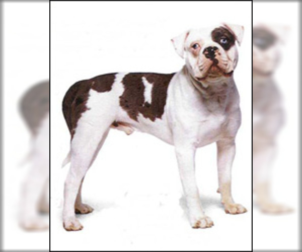 Medium Photo #1 American Bulldog Dog Breed