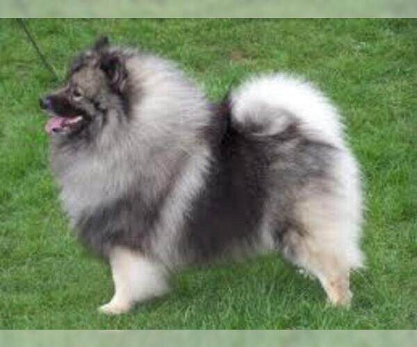 Medium Photo #8 Keeshond Dog Breed