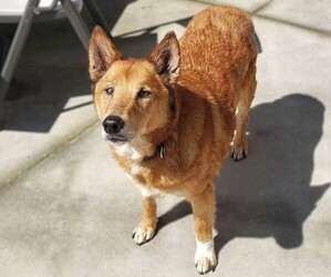 Image of Sheltie Inu breed
