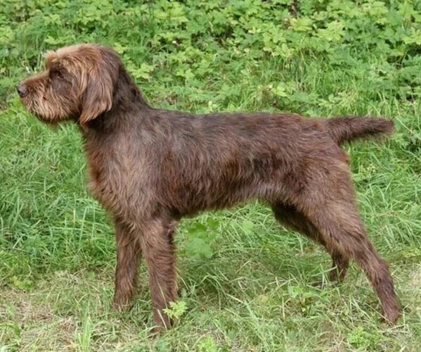 Medium Photo #1 Poodle Pointer Dog Breed