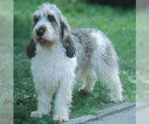 Image of Griffons Vendeens breed