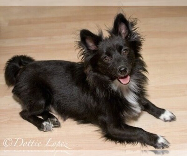 Medium Photo #1 Schip-a-Pom Dog Breed