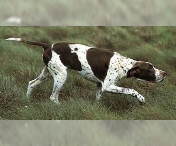 Full screen Photo #3 Pointer Dog Breed