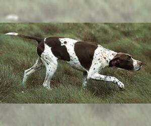 Small #2 Breed Pointer image