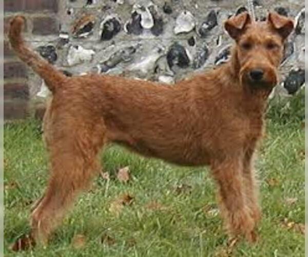 Medium Photo #4 Irish Terrier Dog Breed