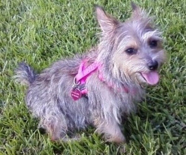 Medium Photo #1 Chizer Dog Breed