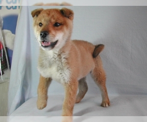 Image of Shikoku breed