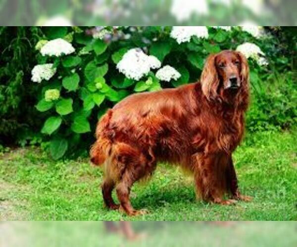 Irish Setter Dog Breed Image