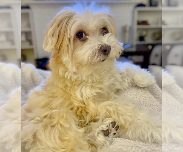 Medium Photo #1 Goldanese Dog Breed