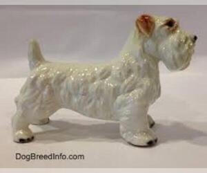 Small #1 Breed Sealyham Terrier image