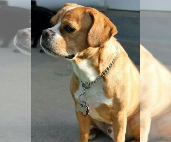 Medium Photo #1 Cav-a-Bulldog Dog Breed