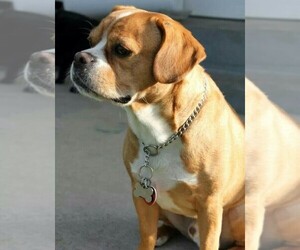 Image of Cav-a-Bulldog breed