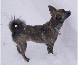 Image of Pomston breed