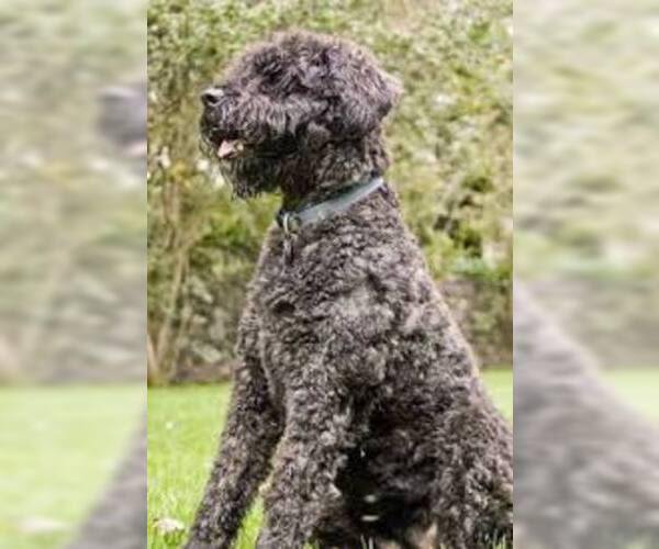 Medium Photo #7 Bouvier Des Flandres Dog Breed