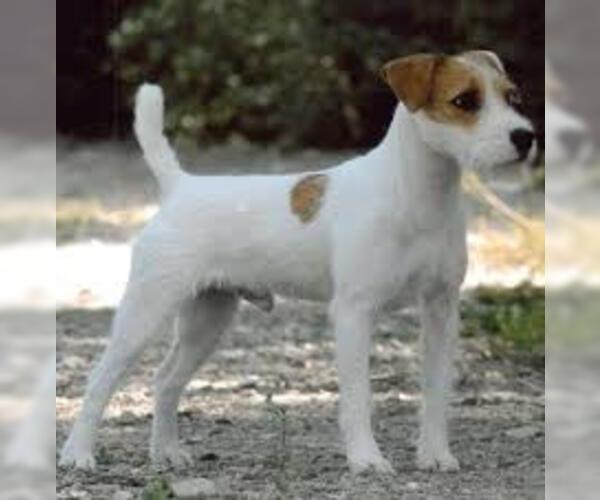 Medium Photo #3 Parson Russell Terrier Dog Breed