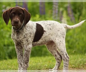 Image of Pointer-Beagle breed