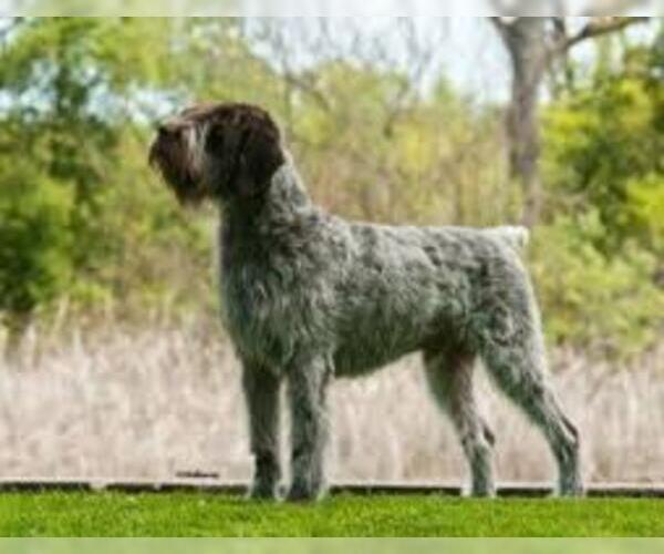 Full screen Photo #6 Wirehaired Pointing Griffon Dog Breed