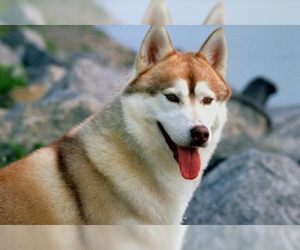 Medium Photo #1 Siberian Husky Dog Breed