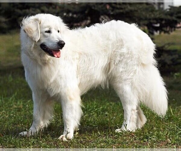 Medium Photo #1 Slovensky Cuvac Dog Breed