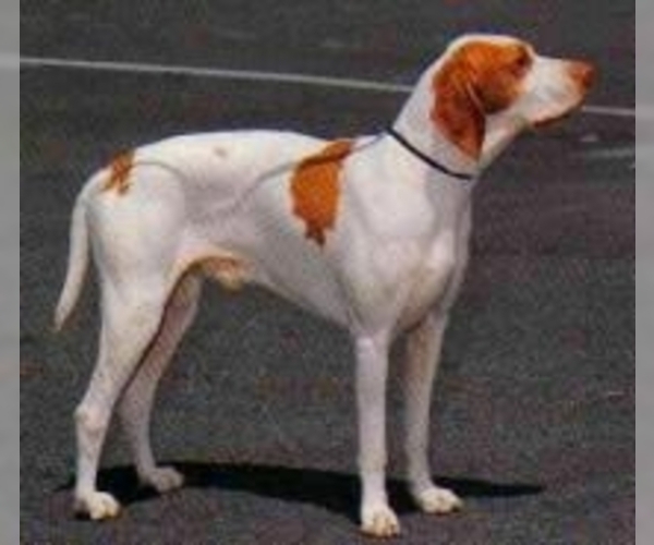 Medium Photo #1 Saint-German Pointer Dog Breed