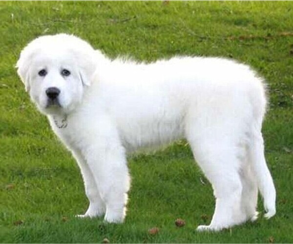 Medium Photo #1 Saint Pyrenees Dog Breed