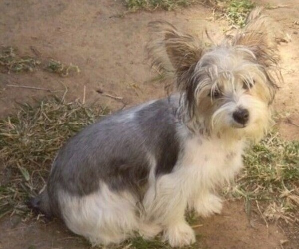 Medium Photo #1 Silky Jack Dog Breed