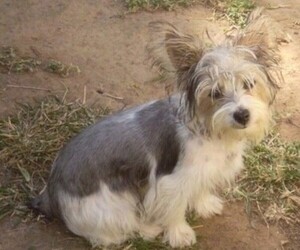 Image of Silky Jack breed