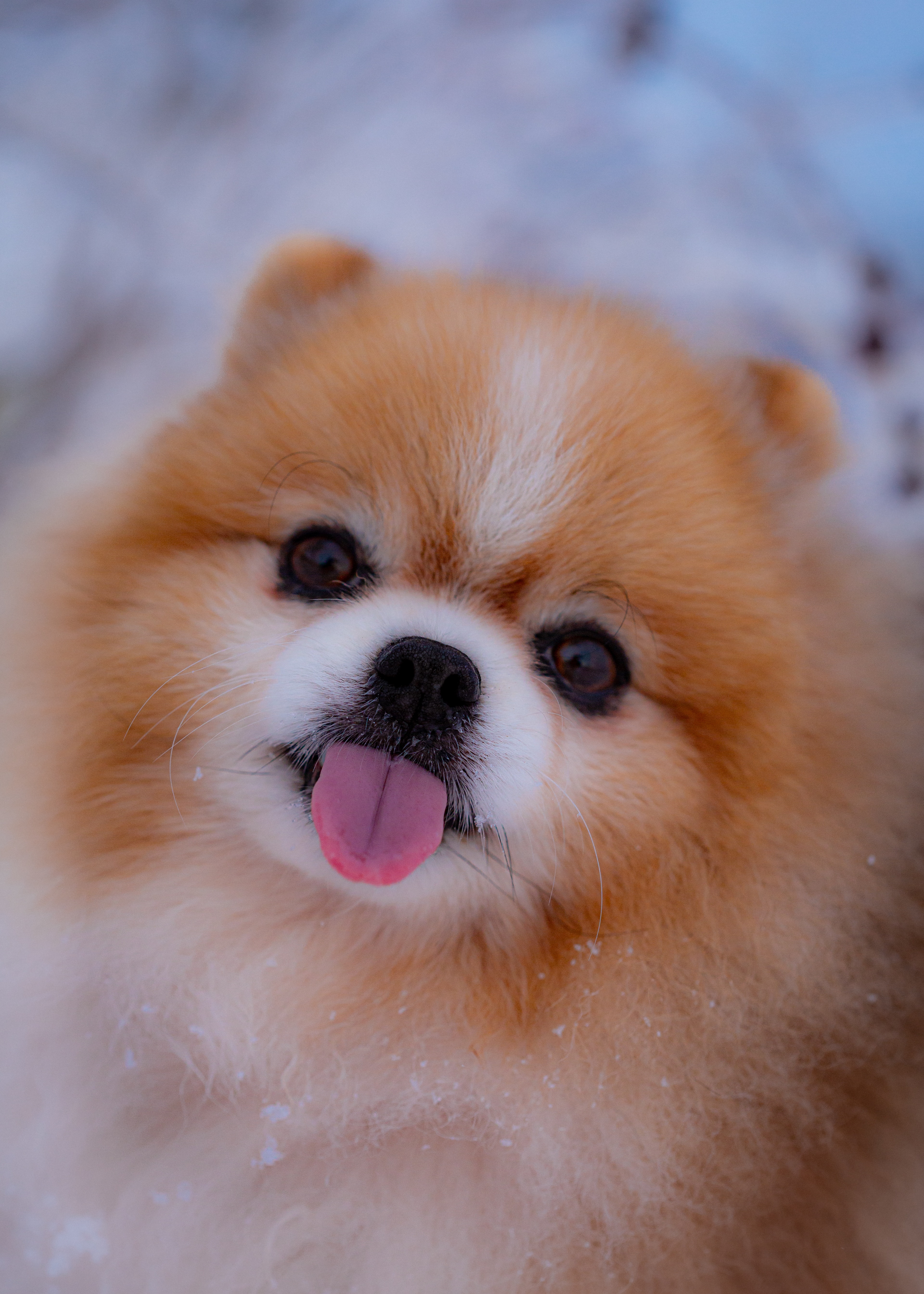 Medium Photo #1 Pomeranian Dog Breed