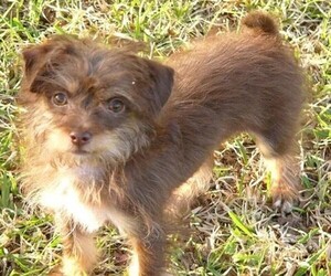 Chi-Poo (Standart) puppies for sale and Chi-Poo (Standart) dogs for adoption