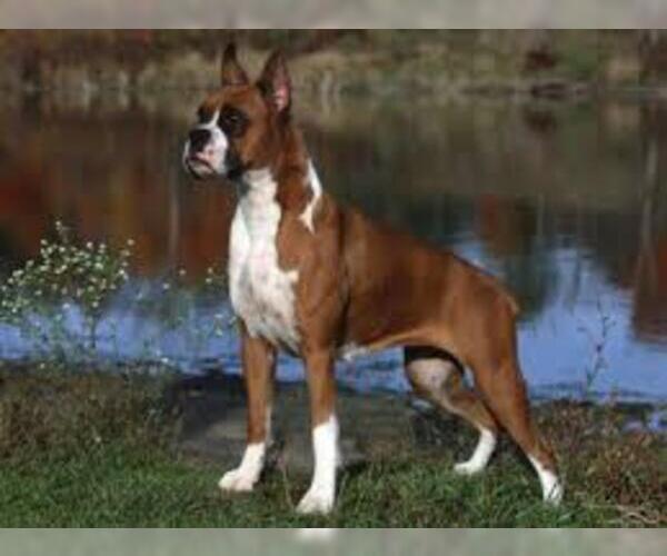 Medium Photo #3 Boxer Dog Breed