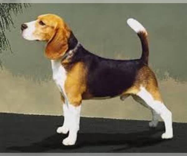 Medium Photo #2 Beagle Dog Breed
