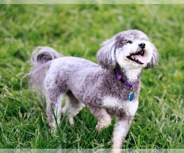 Schnoodle (Miniature)