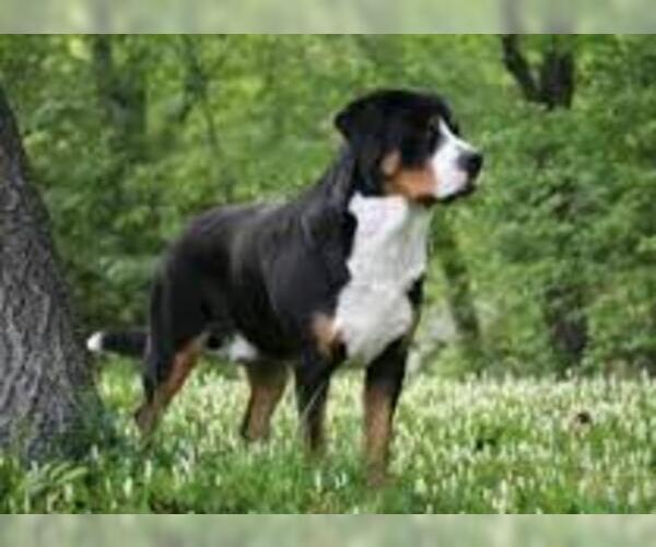 Medium Photo #5 Greater Swiss Mountain Dog Dog Breed