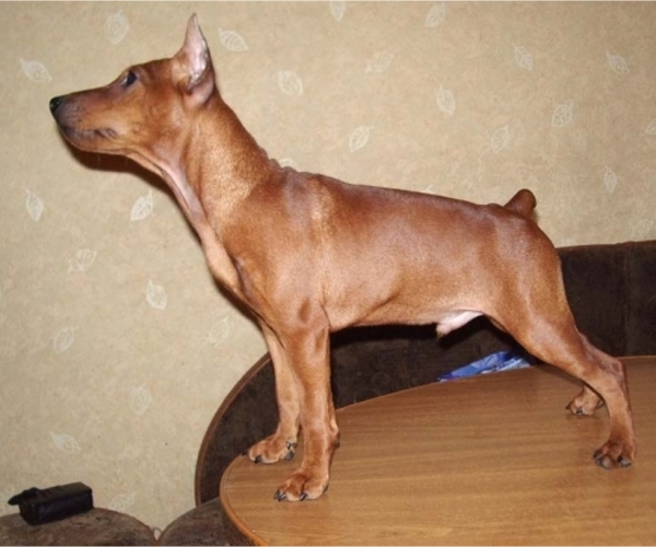 Miniature Pinscher