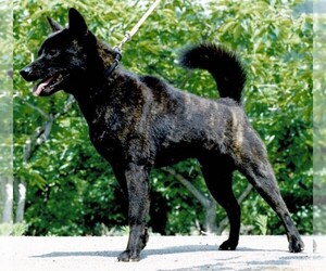 Image of Kai Dog breed