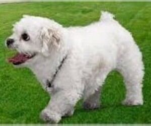 Maltese Dinmont Terrier puppies for sale and Maltese Dinmont Terrier dogs for adoption