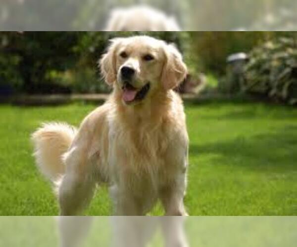 Medium Photo #7 Golden Retriever Dog Breed