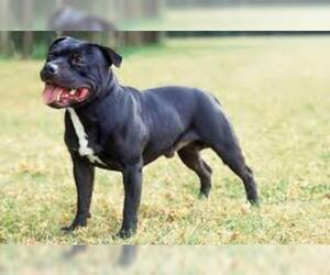 Small #6 Breed Staffordshire Bull Terrier image