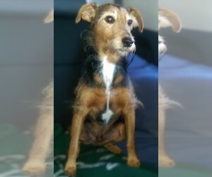 Image of Wire Fox Pinscher breed