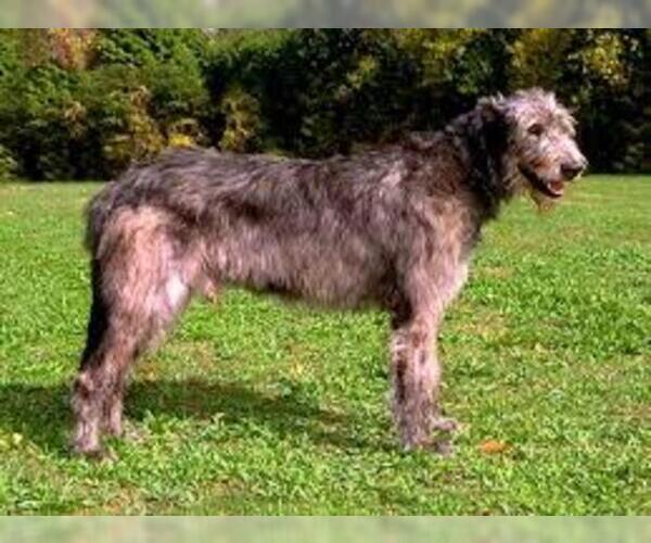 Irish Wolfhound Breed Information and Pictures on PuppyFinder.com