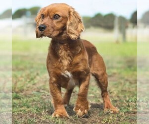 Image of Golden Cavalier breed