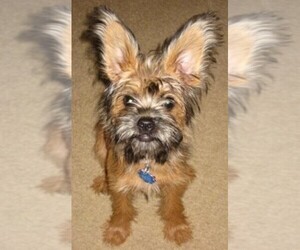 Image of Papigriffon breed