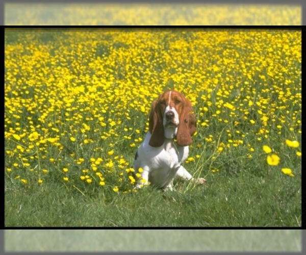 Image of Basset Hound Breed