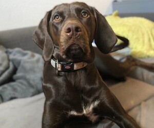 Vizssor Spaniel puppies for sale and Vizssor Spaniel dogs for adoption