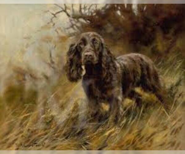 Medium Photo #2 Field Spaniel Dog Breed