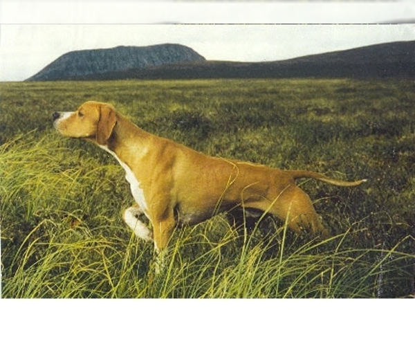 Medium Photo #1 Hertha Pointer Dog Breed