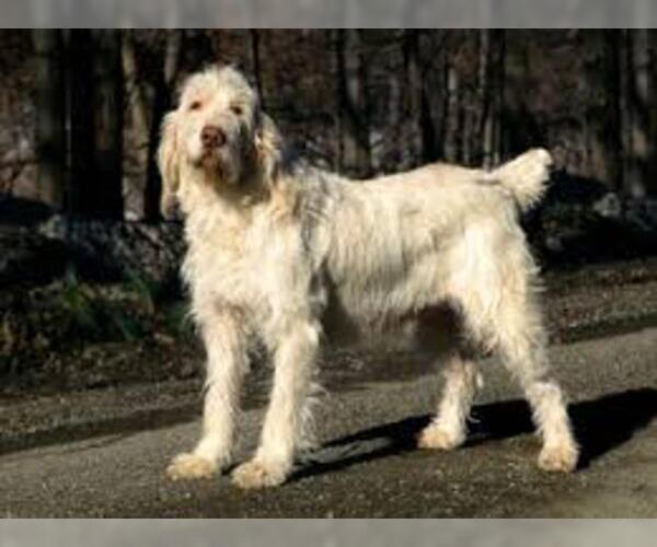 Medium Photo #5 Spinone Italiano Dog Breed