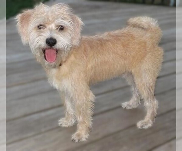 Medium Photo #1 Cairmal Dog Breed