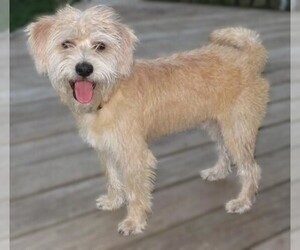 Image of Cairmal breed