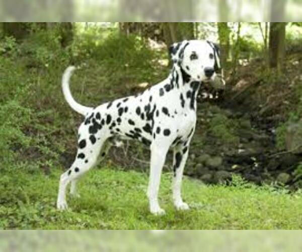 Medium Photo #5 Dalmatian Dog Breed